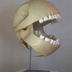 pacman_skull_nextnature_side